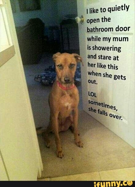A dog stands in the doorway staring at the shower just to surprise his mum when she gets out, and scares her on purpose. A funny photo.