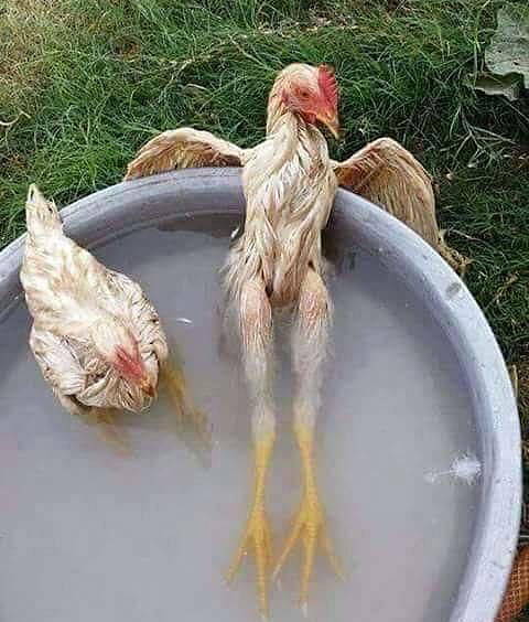 Wwo wet chickens sitting in a pan of water. The one is spread out on his back as if he were sitting in a swimming pool.