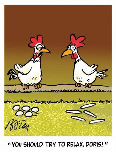 Chicken's eggs come out in long sticks so the other chicken tells it to relax.