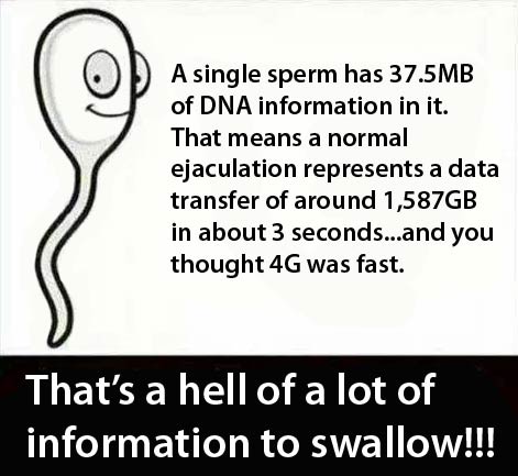 A single sperm has 37.5MB of DNA information in it. That means a normal ejaculation represents a data transfer of around 1,587GB in about 3 seconds...and you thought 4G was fast.