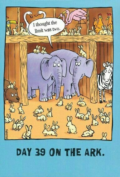 Rabbits galore on Noah's Ark, a funny cartoon