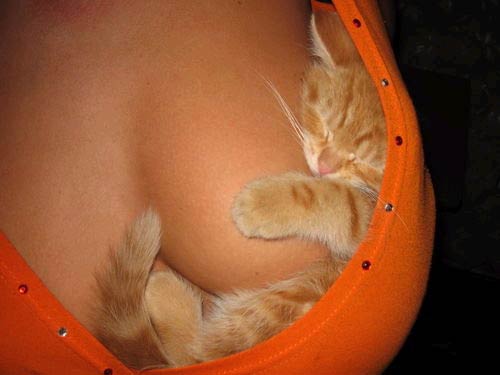 Baby cat sleeping wrapped inside a tank top wrapped around a breast, cute