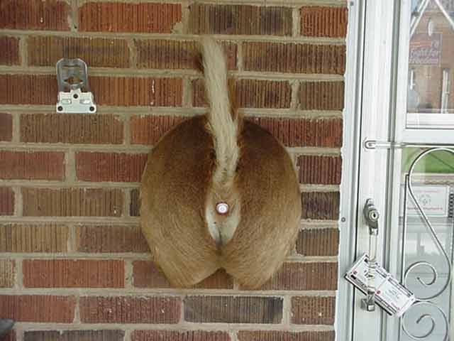 Deer Butt Doorbell