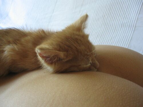 Kitten resting on a butt