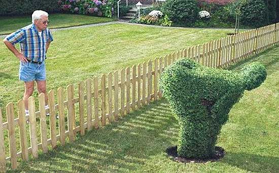 Hedge shaped in form of man mooning neighbor