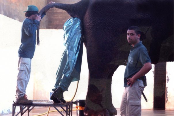Mans job is cleaning elephant butts