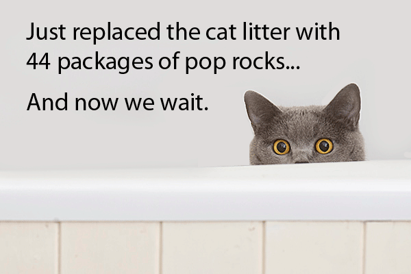 Just replaced the cat litter with 44 packages of pop rocks. And now we wait.