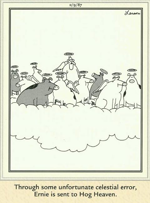 A cartoon of hogs up in heaven. Naughty cowws go to Hog Heaven, a funny cartoon.