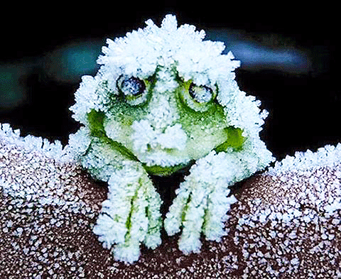 A tree frog sitting on a frozen branch covered in snow