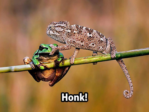 Honk this frog's nose if you love me