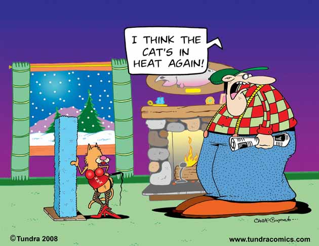Cat wearing strange clothes, she's in heat, a funny cartoon.
