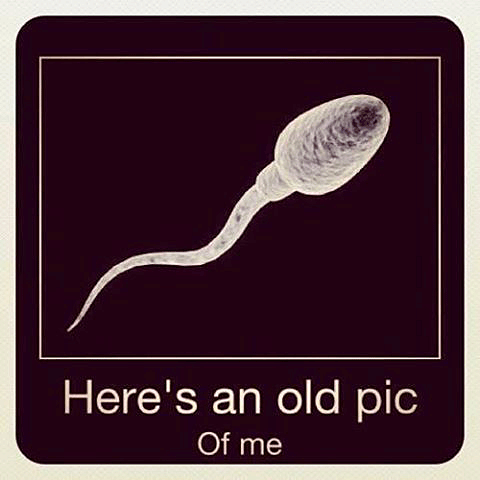 pic of one loose sperm that made it