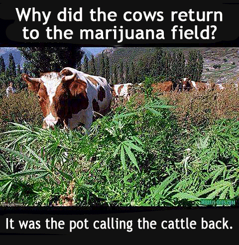 The pot calling the cattle back, a funny photo