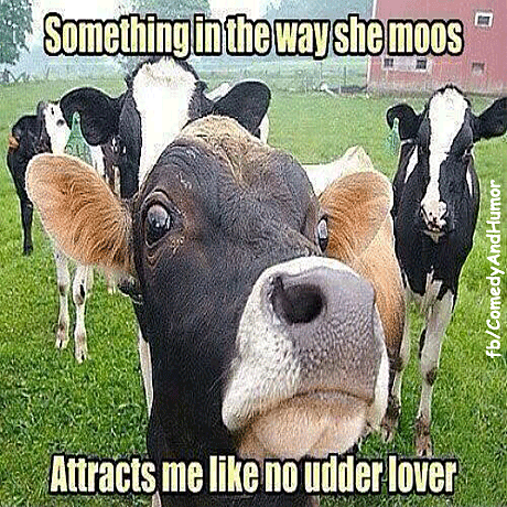 cows looking into photo. The cartoon says, Something in the way she moos. Attracts melike no udder lover.