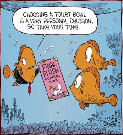 Cartoon of fish discussing which toilet bowl they want to come to their final rest in.