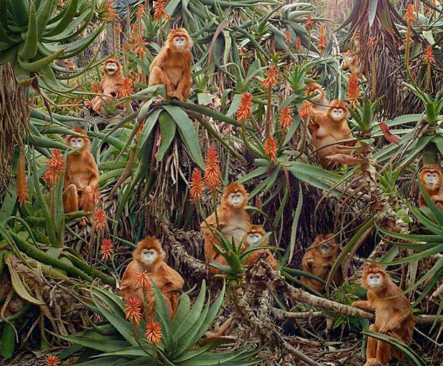 A gorgeous jungle piece with monkeys sitting everywhere, a family.