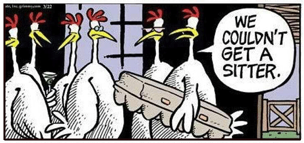 Chickens bring their little hatchlings along in an egg carton, a funny cartoon.
