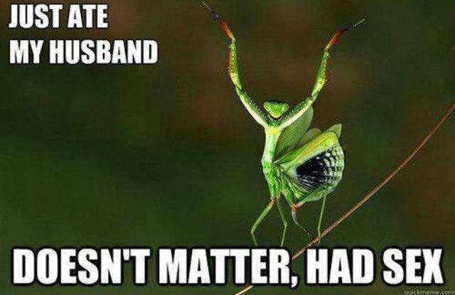 Preying Mantis and her husband
