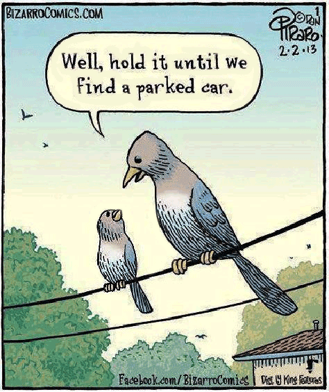 A parent bird sitting on a wire tells his child to hold it until we find a parked car.