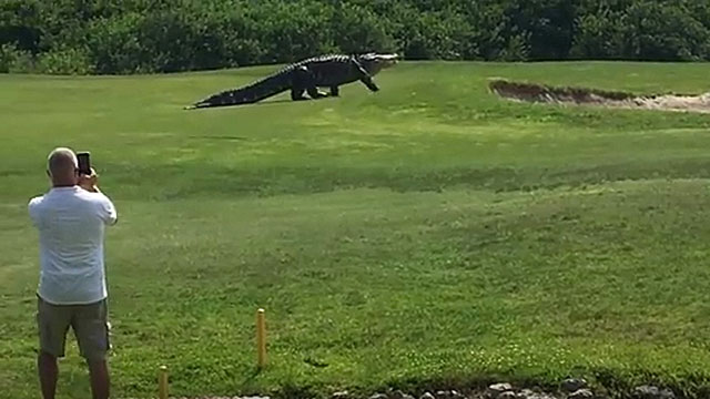 Alligator on Florida golf course