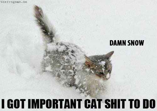 Cant walking in the snow says, Damn Snow, I got important cat shit to do!